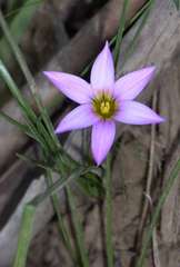 Romulea rosea australis