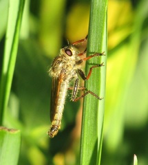 Echthistus rufinervis