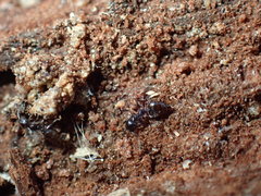 Crematogaster liengmei weitzeckeri