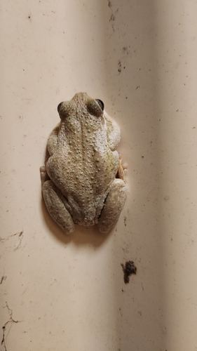Litoria observed 2026-10-29