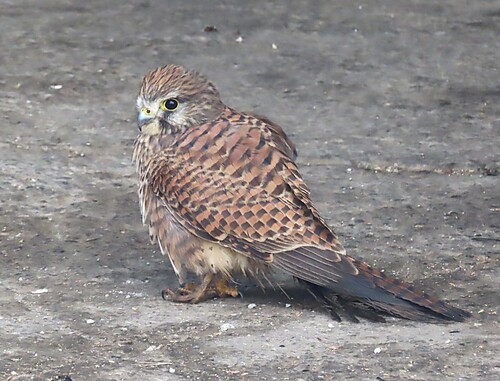 Falco tinnunculus observed 2026-10-29
