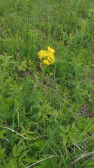 Crepis praemorsa