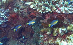 Pycnochromis nigrurus