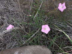 Convolvulus angustissimus