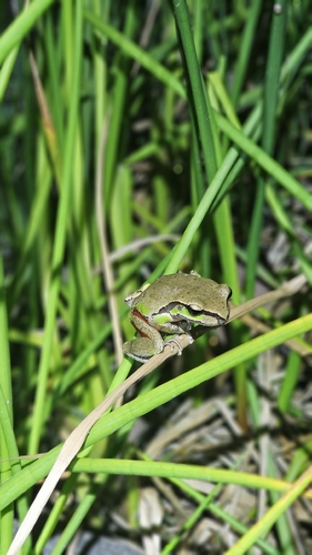 Litoria observed 2026-10-29