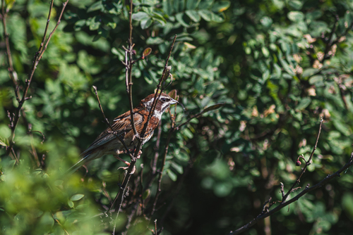 Meadow Bunting
