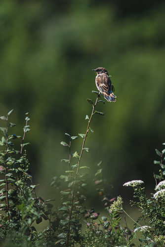 Siberian Stonechat