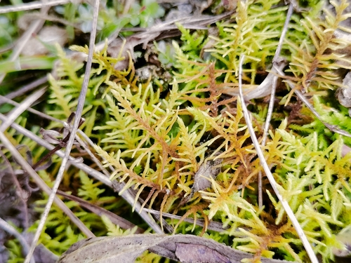 Thuidium observed 2026-10-29