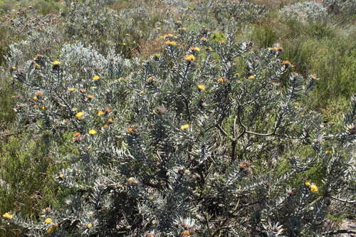 Malmesbury Pincushion