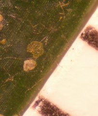 Phycopeltis