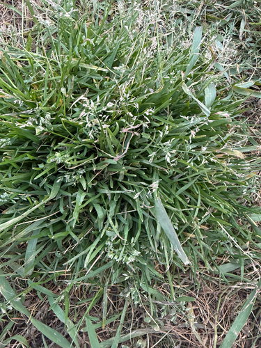 Poa annua observed 2026-10-29