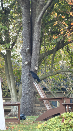 Corvus observed 2026-10-29