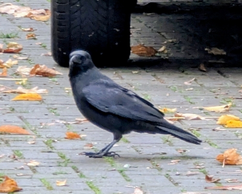 Corvus observed 2026-10-29