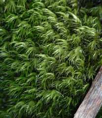 Dicranoloma dicarpum