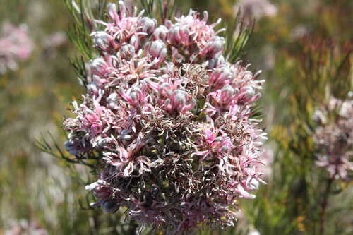 Sandveld Spiderhead