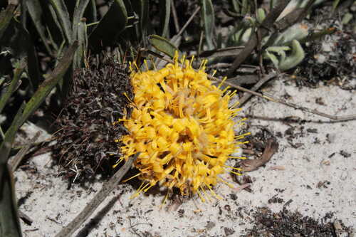 Snakestem Pincushion
