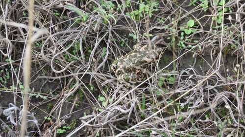 Green Toad