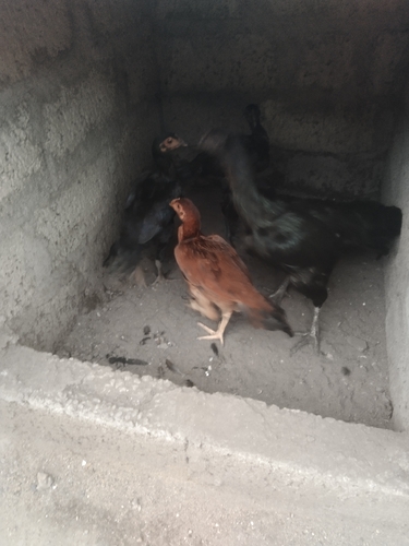 Domestic Chicken
