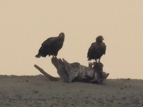 White-tailed Eagle