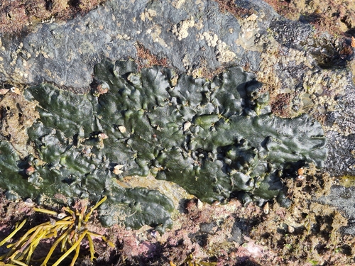 Codium observed 2026-10-29