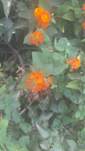 Lantana camara observed 2026-10-29