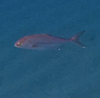 Greater Amberjack
