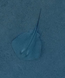 Common Stingray