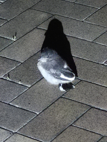 Grey Butcherbird