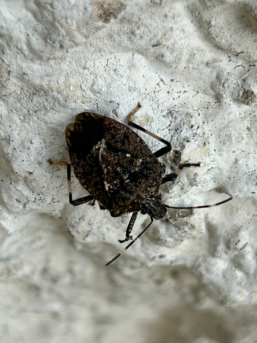Brown Marmorated Stink Bug