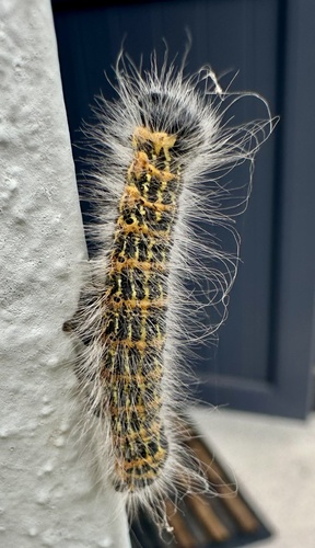 Buff-tip