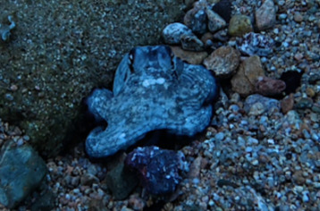 Common Octopus