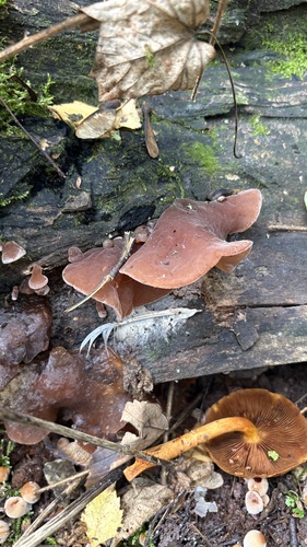 Jelly Ear