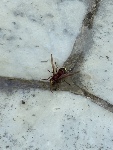 Oriental Hornet