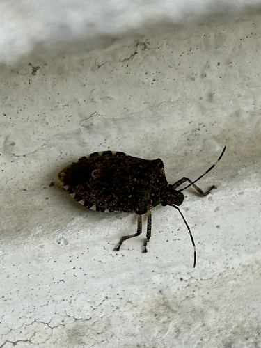 Brown Marmorated Stink Bug