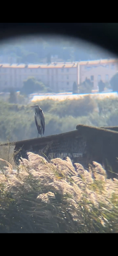Grey Heron