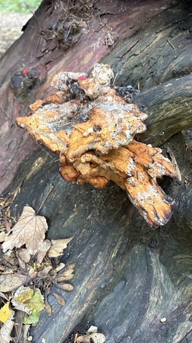 Laetiporus sulphureus observed 2026-10-29