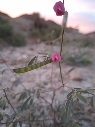 Tephrosia purpurea observed 2026-10-06