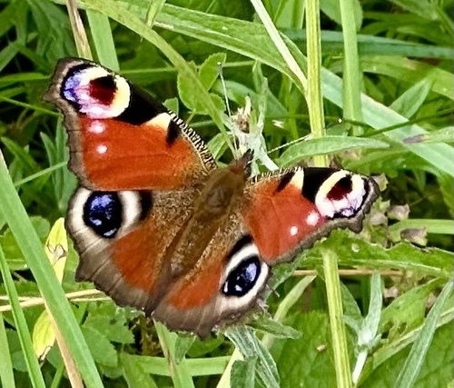 European Peacock Butterfly