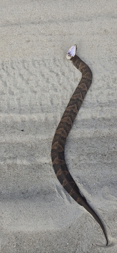 Northern Cottonmouth