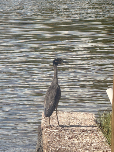 Yellow-crowned Night Heron