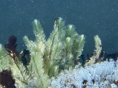 Caulerpa observed 2026-10-29