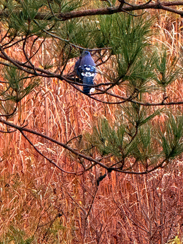 Blue Jay