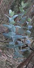 Eucalyptus globulus bicostata