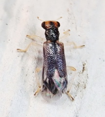 Phyllobaenus verticalis