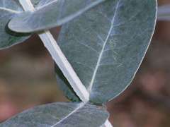 Eucalyptus globulus bicostata