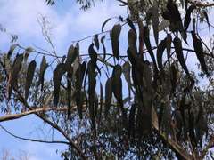 Eucalyptus globulus bicostata