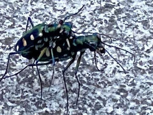 Cosmodela batesi