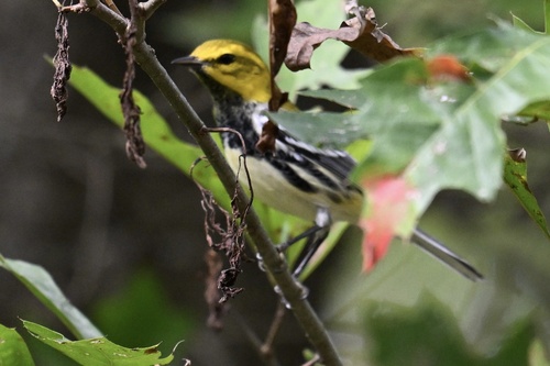Black-throated Green Warbler