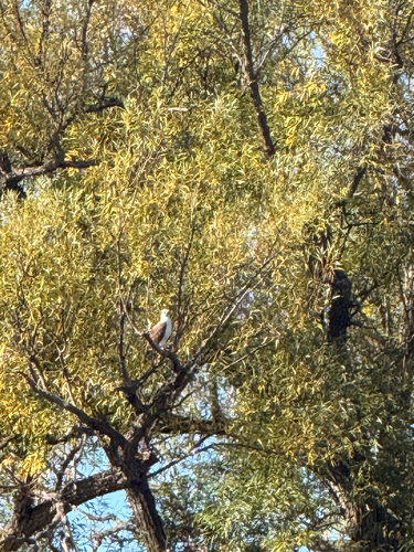 Osprey