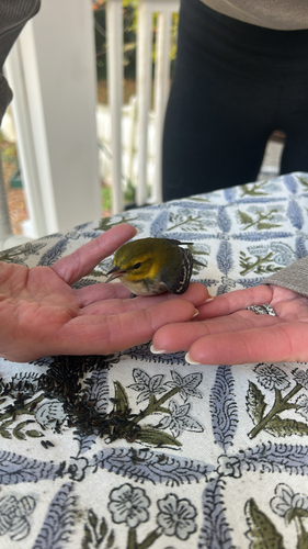 Black-throated Green Warbler